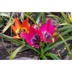Tulipan 'Little Beauty' - stor pakke - 50 stk