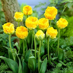 Tulipa dupla peônia - 'Beleza de Apeldoorn' - embalagem grande - 50 unidades - 