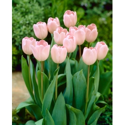 Tulipano 'Douglas Baader' - confezione grande - 50 pz