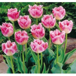 Tulip 'Fancy Frills' - large package - 50 pcs