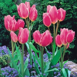 Tulipán 'Šťastná rodina' - velké balení - 50 ks.