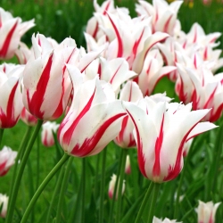Tulip 'Marilyn' - large package - 50 pcs