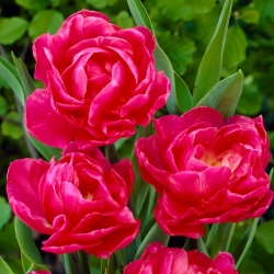 Tulip 'May Wonder' - nagy csomag - 50 db.