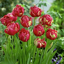 Dupla bazsarózsa tulipán - 'Renown Unique' - nagy csomag - 50 db.