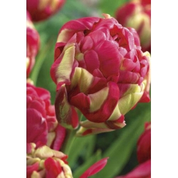 Dupla bazsarózsa tulipán - 'Renown Unique' - nagy csomag - 50 db.