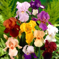 Iris - lajitelma - 