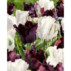 Parrot tulip  'Black&White' - 2 variety set - 50 pcs