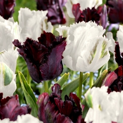 Tulipa papagaio 'Black &amp; White' - 2 conjuntos de variedades - 50 unidades