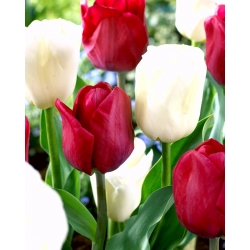 Sett med 2 tulipanvarianter 'White Dream' + 'Ile de France' - 50 stk.