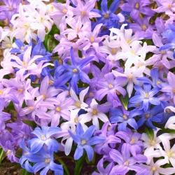 Bossier's glory-of-the-snowy - colour variety mix - 90 pcs; Lucille's glory-of-the-snow
