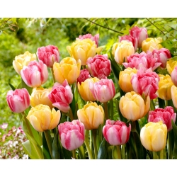 Set of 2 tulip varieties 'Foxtrot' + 'Foxy Foxtrot' - 50 pcs