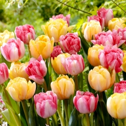 Lot de 2 varietes de tulipes 'Foxtrot' + 'Foxy Foxtrot' - 50 pcs