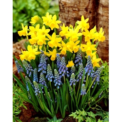 Armenian grape hyacinth + Tete-a-Tete daffodil set - 75 pcs