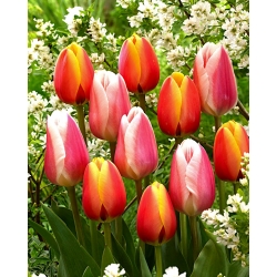 Belo-roza in rdeče-rumena garnitura 2 sort tulipanov - 50 kosov