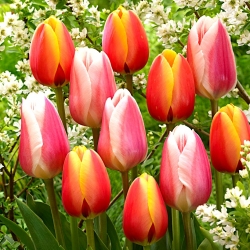 Bílo-růžová a červeno-žlutá sada 2 odrůd tulipánů - 50 ks.