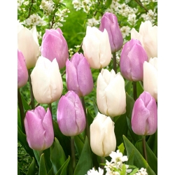 Juego de 2 variedades de tulipanes 'Candy Prince' + 'White Prince' - 50 piezas
