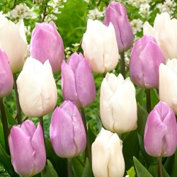 Juego de 2 variedades de tulipanes 'Candy Prince' + 'White Prince' - 50 piezas