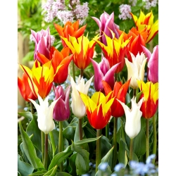 Tulipes a fleurs de lys - melange de varietes de couleurs - 60 pieces