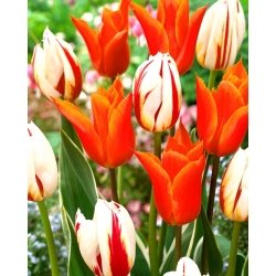 Conjunto de variedades de tulipas Bailarina + Carnaval de Rio - 50 unidades