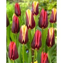 2 tulipánfajta 'Slava' + 'Gavota' készlet - 50 db.