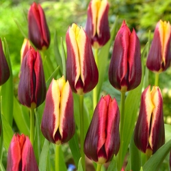 2 tulipánfajta 'Slava' + 'Gavota' készlet - 50 db.