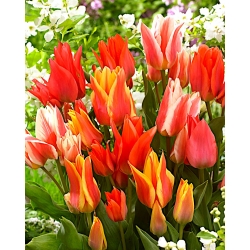Melange Canada - Ensemble de 3 varietes de tulipes - 45 pcs