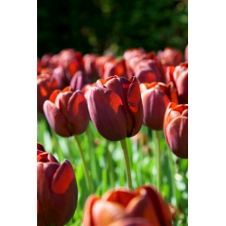 Tulipano 'Dom Pedro' - confezione grande - 50 pz