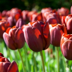 Tulip 'Dom Pedro' - paquete grande - 50 piezas