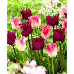Lot de 2 varietes de tulipes 'Crown of Dynasty' + 'Negrete Crown' - 50 pcs