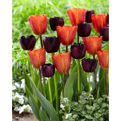 Lot de 2 varietes de tulipes 'Queen of Night' + 'Annie Schilder' - 50 pcs