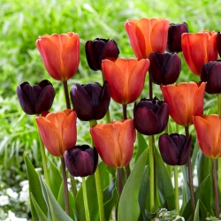 Set of 2 tulip varieties 'Queen of Night' + 'Annie Schilder' - 50 pcs