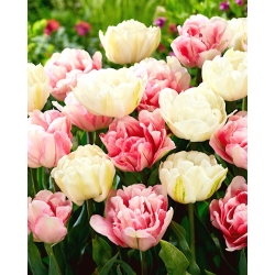 Juego de 2 variedades de tulipanes 'Foxtrot' + 'Mount Tacoma' - 50 piezas