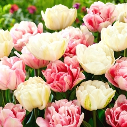 Conjunto de 2 variedades de tulipa 'Foxtrot' + 'Mount Tacoma' - 50 unidades