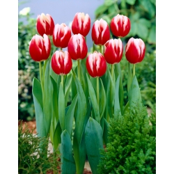 Tulipan 'Leen van der Mark' - stor pakke - 50 stk.
