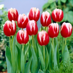 Tulipan 'Leen van der Mark' - stor pakke - 50 stk