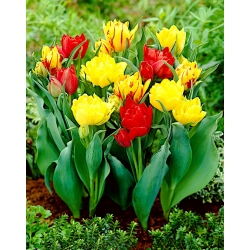 3 odrůdy tulipánů Abba + Monte Carlo + Monsella - 45 ks.