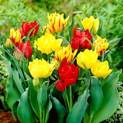 3 sorte tulipanov Abba + Monte Carlo + Monsella - 45 kosov