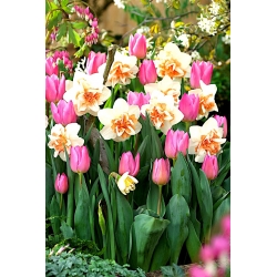 Set ružičasto-bijelih narcisa i svijetloružičastih tulipana - 50 kom