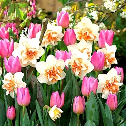Lyserød-hvid påskelilje og lyserød tulipansæt - 50 stk.