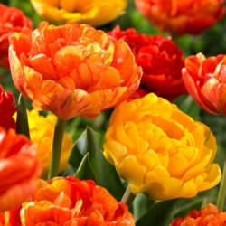 Set of 2 tulip varieties 'Sun Lover' + 'Yellow Pomponette' - 50 pcs