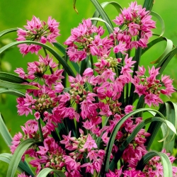 Rosa Lilie Lauch - Allium oreophilum - XXXL Paket! - 1000 Stück