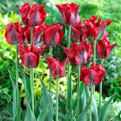 Tulipan 'Omnyacc' - velika embalaža - 50 kosov