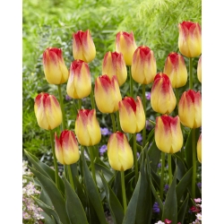 Tulipan 'Suncatcher' - velika embalaža - 50 kosov