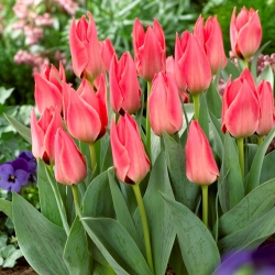 Lavtvoksende tulipan - Greigii rosa - stor pakke - 50 stk