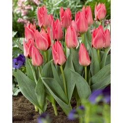 Tulipán de bajo crecimiento - rosa Greigii - paquete grande - 50 piezas