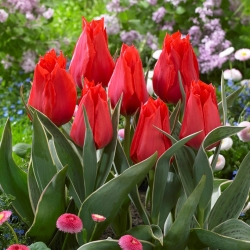 Tulipano a crescita bassa - Greigii rosso - confezione grande - 50 pz