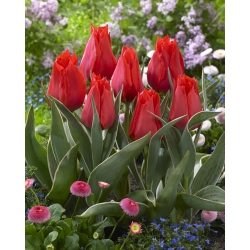 Žemo augimo tulpė - Greigii raudona - didelė pakuotė - 50 vnt.