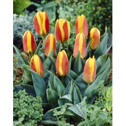 Niedrig wachsende Tulpe - Greigii rot-gelb - große Packung - 50 Stück