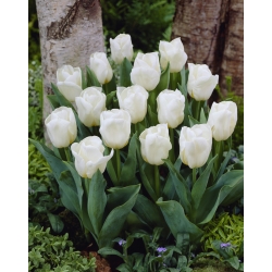 Žemai auganti tulpė - „Greigii“ balta - didelė pakuotė - 50 vnt.