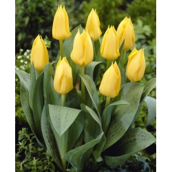 Tulipano a crescita bassa - Greigii giallo - confezione grande - 50 pz